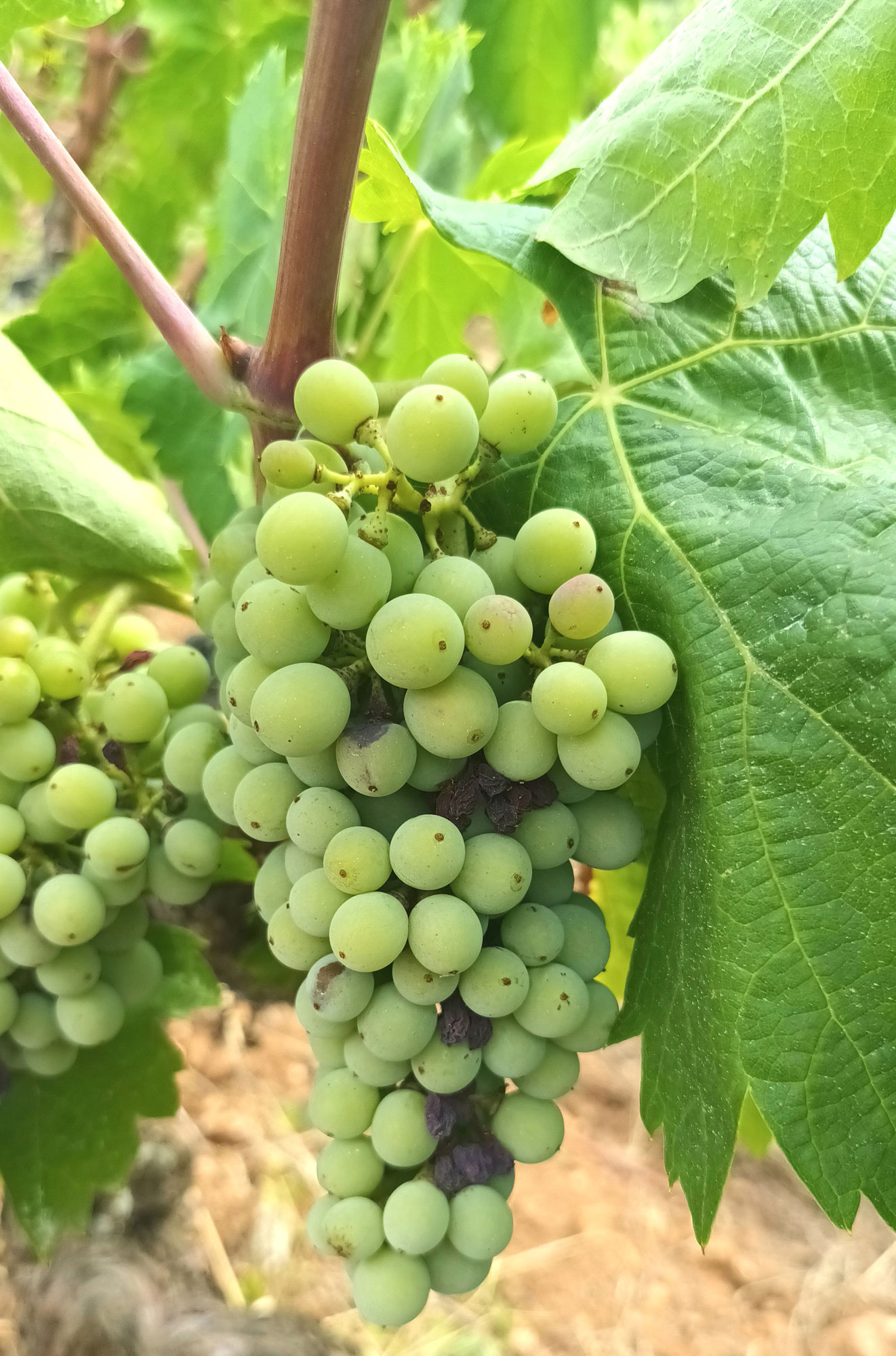 Cépages rares | vins des cévennes