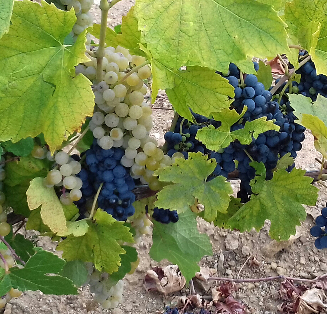 raisins-vins-des-cevennes2 vins biologiques des Cévennes