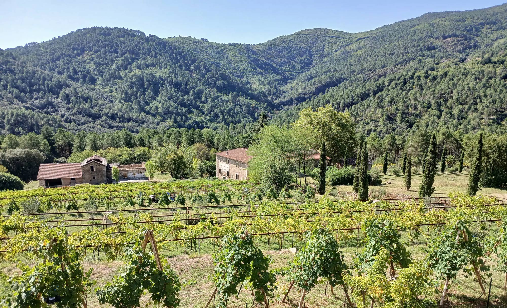 Découvrez les vins biologiques et les cépages rares du terroir des Cévennes avec Ciëlle de Cévennes Wine Tour !