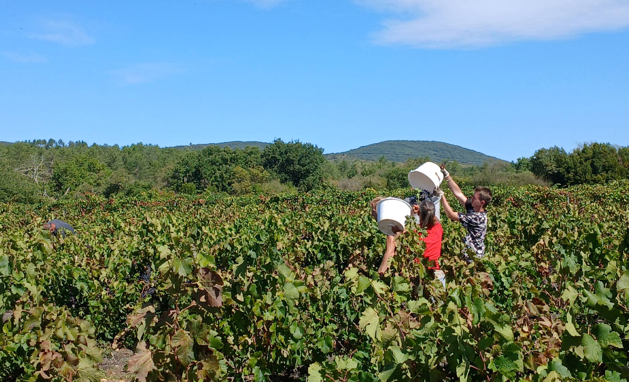 Vendanges dans les vignes des Cévennes accompagnées par un guide œnotouristique