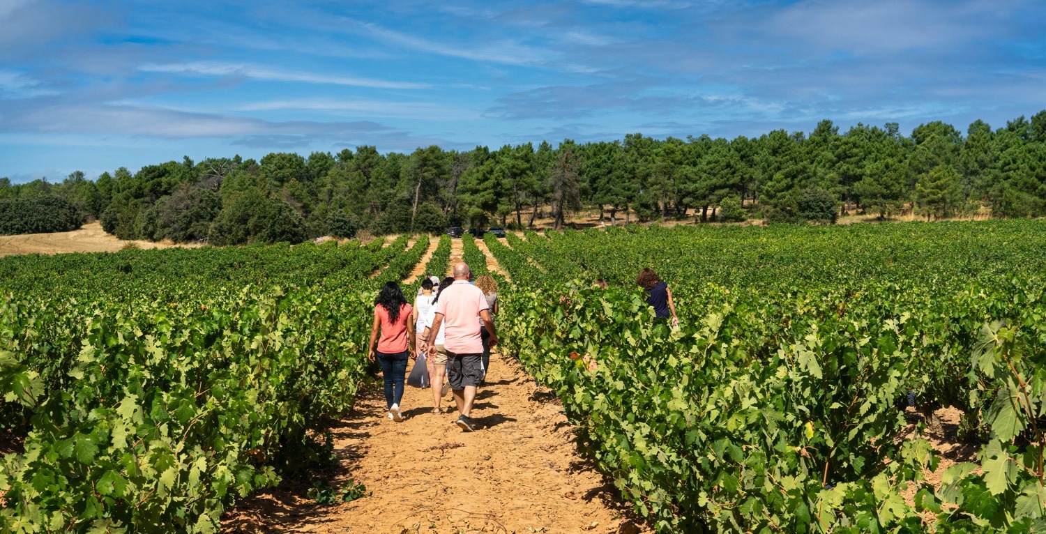 Guided walk in the vineyards of the Cévennes with Cévennes Wine Tour